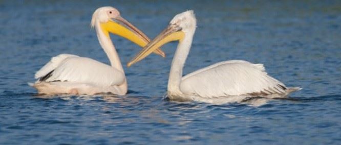 Commercial Property for Sale in Hamburg Eastern Cape